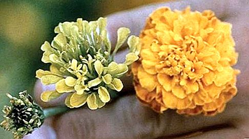 Aster yellows plant disease