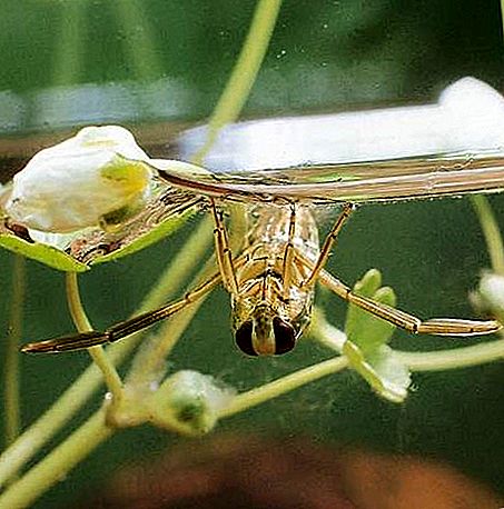Backswimmer insect