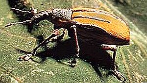 Billbug insect
