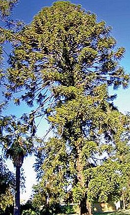 Planta de pinheiro Bunya