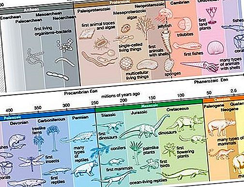 Paleontologia da explosão cambriana