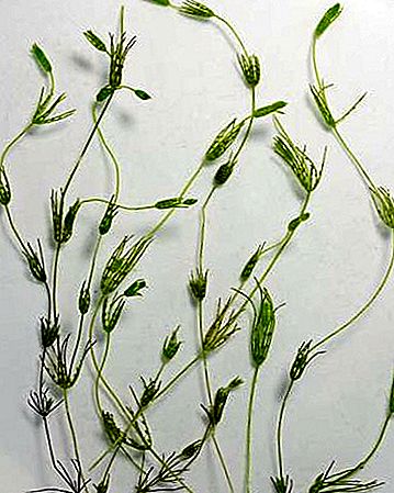 Charophyceae klase zaļās aļģes