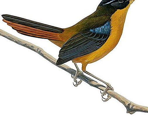 Chat-thrush fugl