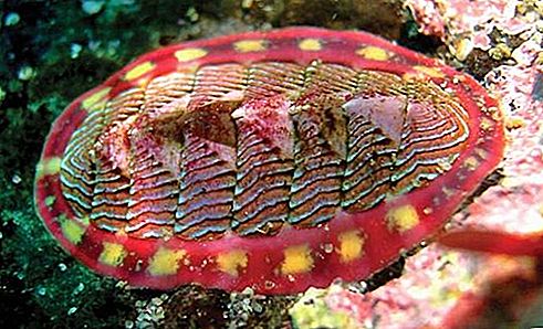 Chiton mollusk