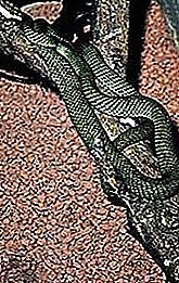 Flying snake reptiel