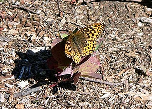 Fritillary vlinder