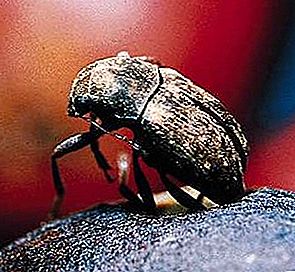 Serangga kumbang kulat