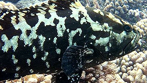 Grouper মাছ