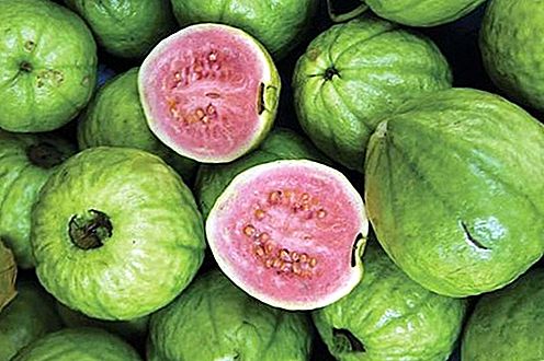 Guava rastlina in plod