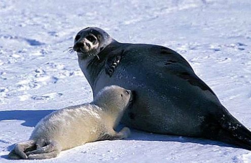 Harp seal mamífero