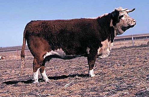 Hereford raza de ganado