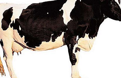 Holstein-Friesian nötkreaturras