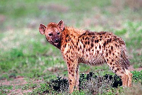 Hyena zoogdier