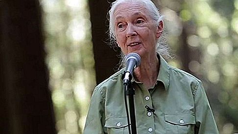 Jane Goodall etologa britannica