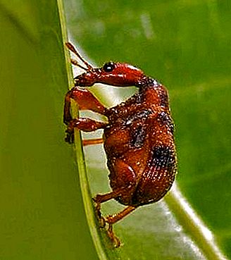 Serangga kumbang penggerek daun