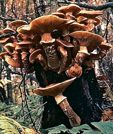 Houbová houba