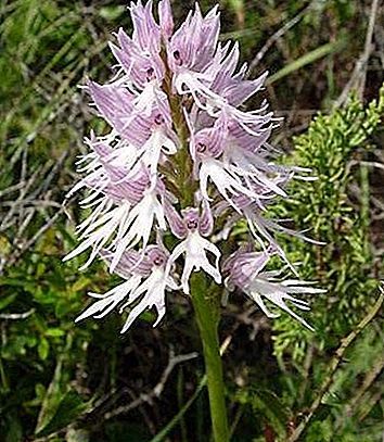Orchis växt släkte