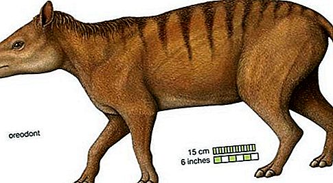 Un mamífer fòssil Oreodont