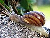 Prosobranch gastropod