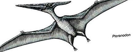 מין זוחלים מאובנים Pteranodon