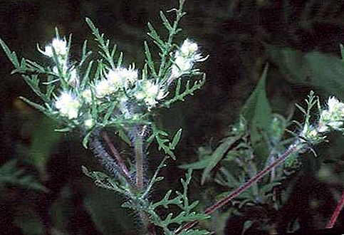 Ragweed na genus ng halaman