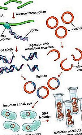 Biologia enzymów restrykcyjnych
