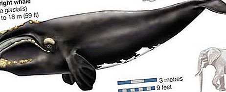 Mamífero de baleia direita