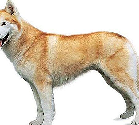 Sibirsk husky rase av hund