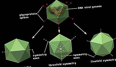 Virion-Virusstruktur