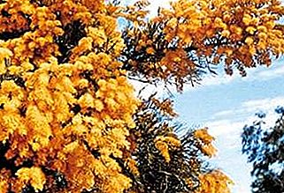 Australijska roślina choinkowa