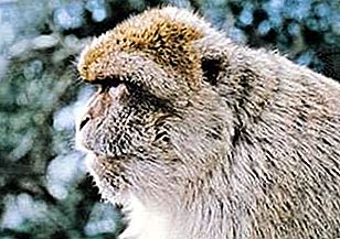 Barbary makak primat