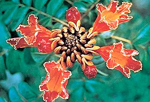 Bignoniaceae संयंत्र परिवार