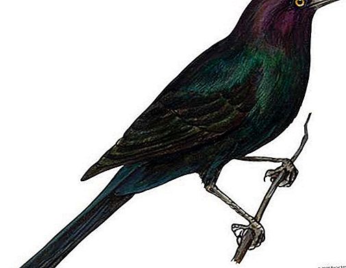 Blackbird lintu