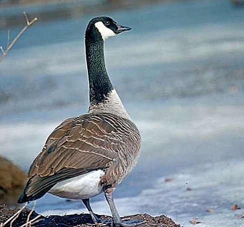 Canada goose bird