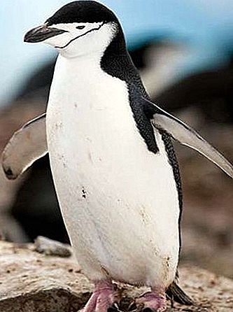 Chinstrap pingvin ptica