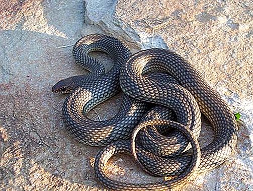 Famiglia di serpenti Colubrid