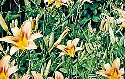 Planta de daylily