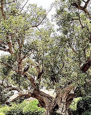 Ficus-planten slægt