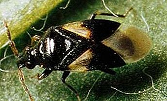 Blomst bug insekt