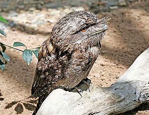 Frogmouth 조류