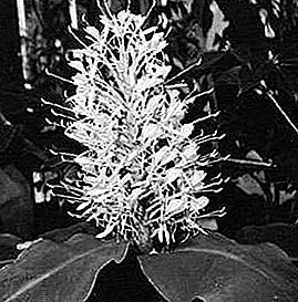 Zencefil lily bitki