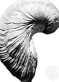 Vrsta fosila gryphaea mollusk