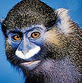 Guenonský primát
