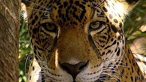 Jaguars pattedyr
