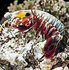 Crustáceo de camarones mantis