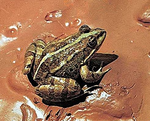 Marsh Frog amfibie