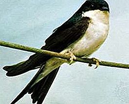 Мартинска птица