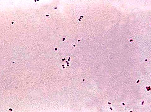 Espèces de bactéries Meningococcus