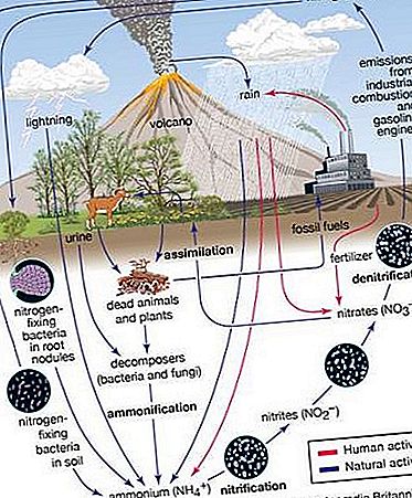 Slāpekļa cikla bioķīmija