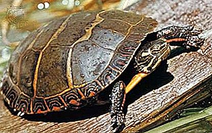Reptil kura-kura yang dicat